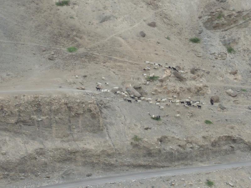 Travel - India - Ladakh - Hemes National Park - Kaya Village - Around village Kaya